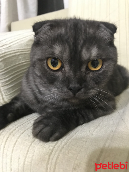 Scottish Fold, Kedi  Duman fotoğrafı