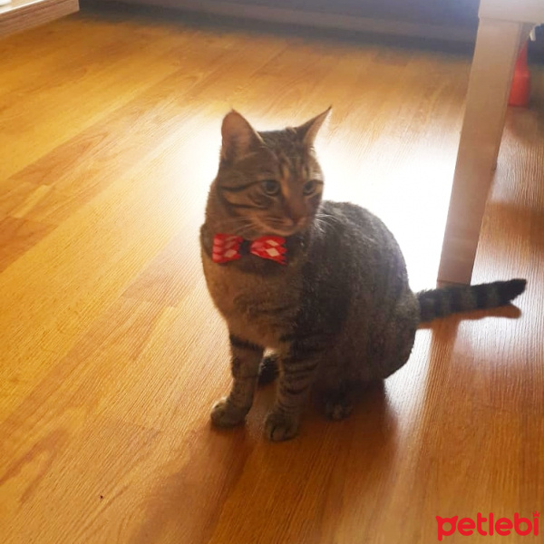 Tekir Kedi, Kedi  Paşa fotoğrafı