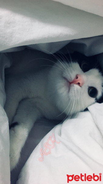 Tekir Kedi, Kedi  LUMOS fotoğrafı