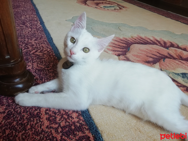 Van Kedisi, Kedi  Pamuk fotoğrafı