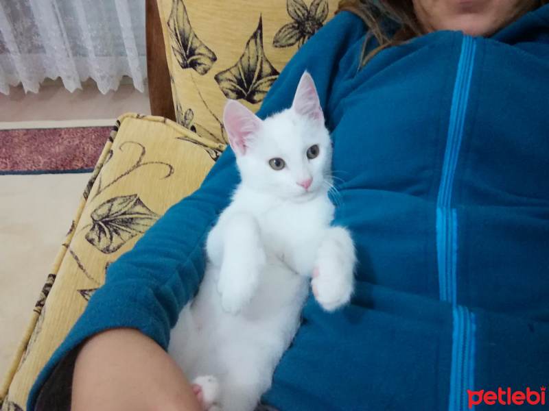 Van Kedisi, Kedi  Pamuk fotoğrafı