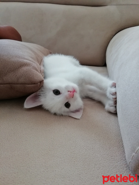 Van Kedisi, Kedi  Pamuk fotoğrafı
