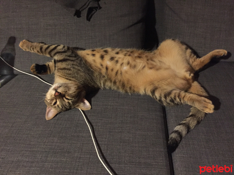 Tekir Kedi, Kedi  Buddha fotoğrafı