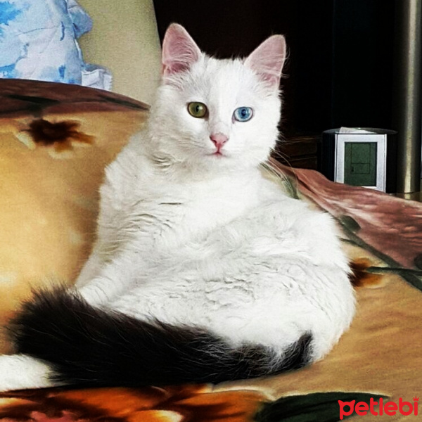 Van Kedisi, Kedi  MırMır fotoğrafı