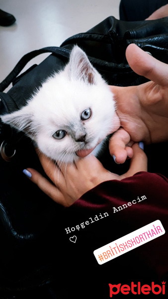 British Shorthair, Kedi  Lady fotoğrafı
