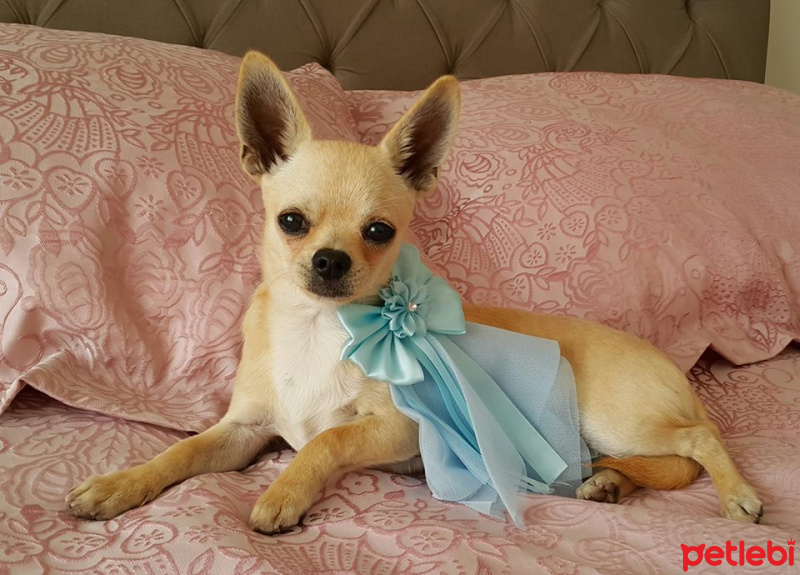 Chihuahua, Köpek  LEO fotoğrafı