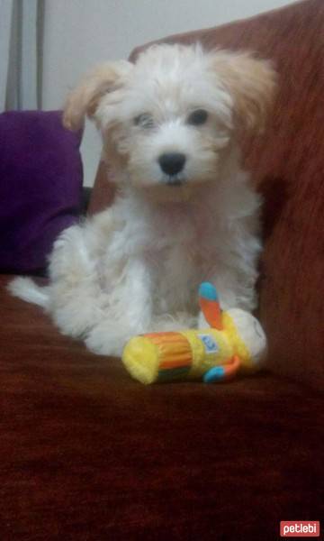 Maltese, Köpek  Oscar fotoğrafı