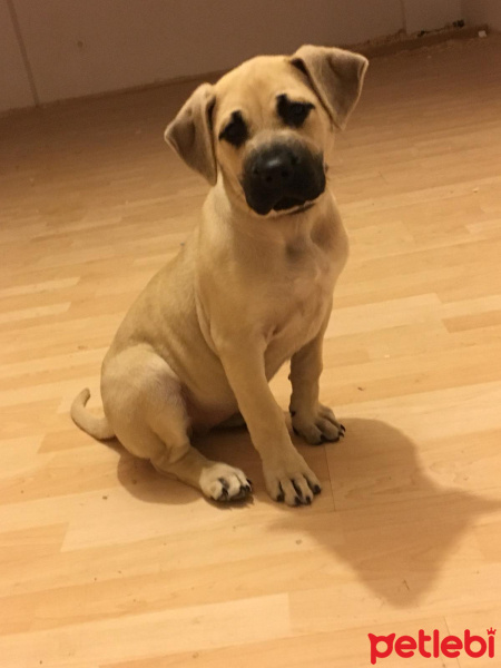 Presa Canario, Köpek  Ciri fotoğrafı