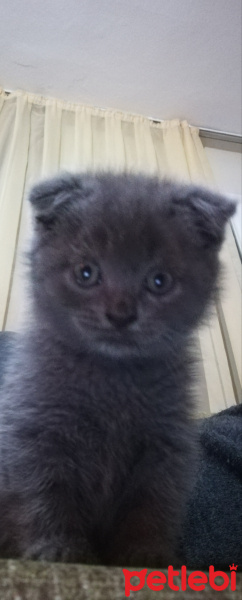 Scottish Fold, Kedi  Aslan fotoğrafı