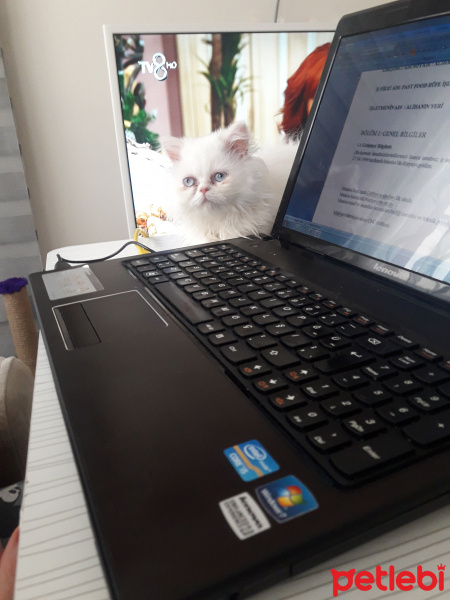İran Kedisi (Persian), Kedi  Lila fotoğrafı