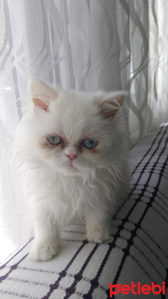 İran Kedisi (Persian), Kedi  Lila fotoğrafı