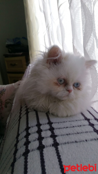 İran Kedisi (Persian), Kedi  Lila fotoğrafı