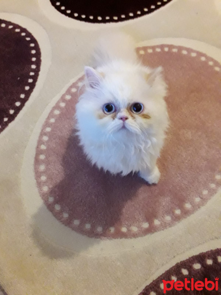 İran Kedisi (Persian), Kedi  Lila fotoğrafı