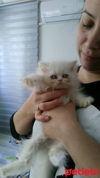 İran Kedisi (Persian), Kedi  Lila fotoğrafı
