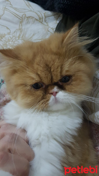 İran Kedisi (Persian), Kedi  Poco fotoğrafı