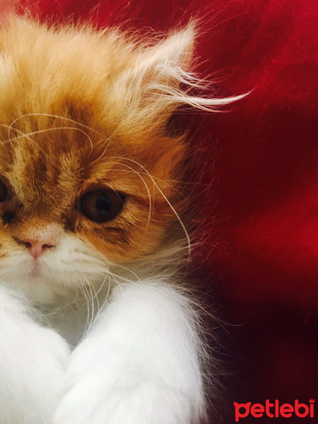 İran Kedisi (Persian), Kedi  Poco fotoğrafı