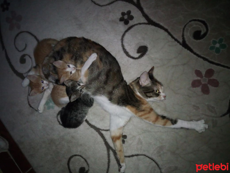 Tekir Kedi, Kedi  YAVRULAR fotoğrafı