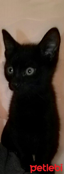 Bombay, Kedi  Böcük fotoğrafı