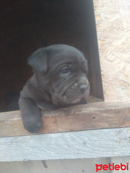 Cane Corso Italiano, Köpek  Adinisenkoy fotoğrafı
