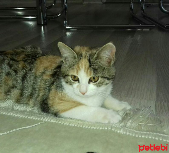 Van Kedisi, Kedi  Fındık fotoğrafı