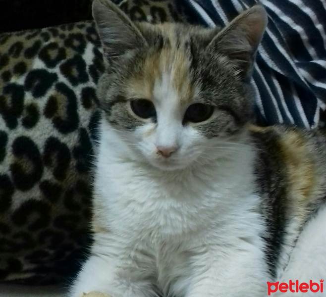 Van Kedisi, Kedi  Fındık fotoğrafı