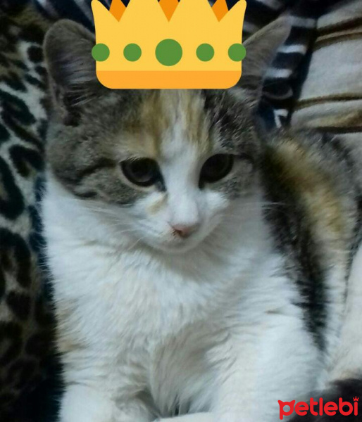 Van Kedisi, Kedi  Fındık fotoğrafı