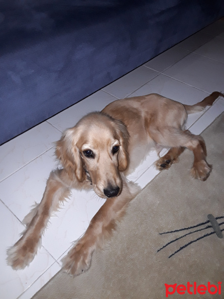 Amerikan Cocker Spaniel, Köpek  Tarcin fotoğrafı