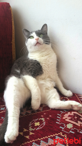 Tekir Kedi, Kedi  Mudu fotoğrafı
