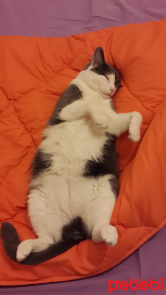 Tekir Kedi, Kedi  Mudu fotoğrafı