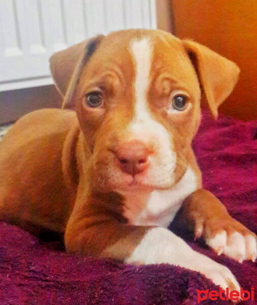 Pyrenees Çoban Köpeği, Köpek  Jack fotoğrafı