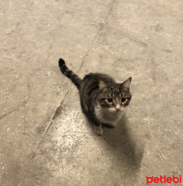 Tekir Kedi, Kedi  Beton fotoğrafı