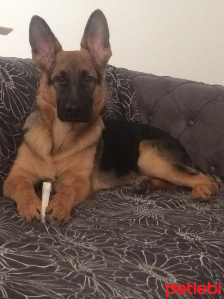 Alman Çoban Köpeği, Köpek  Ares fotoğrafı
