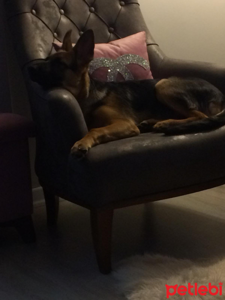 Alman Çoban Köpeği, Köpek  Ares fotoğrafı