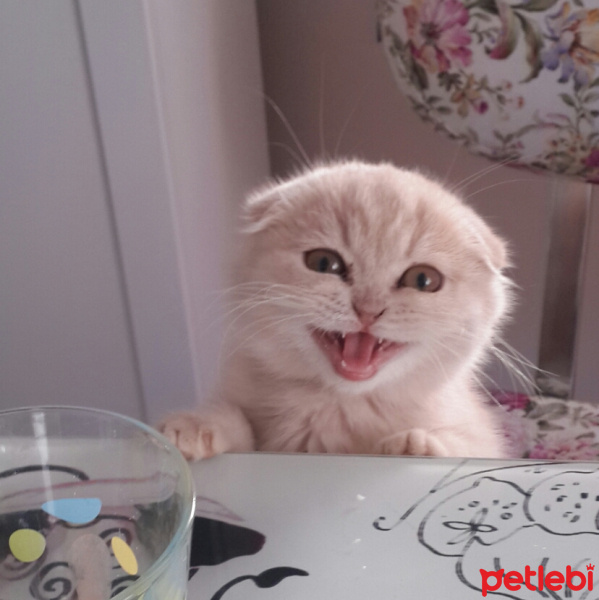 Scottish Fold, Kedi  Holy fotoğrafı