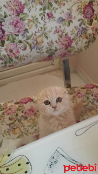 Scottish Fold, Kedi  Holy fotoğrafı