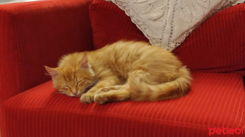 Sarman, Kedi  Şevket fotoğrafı