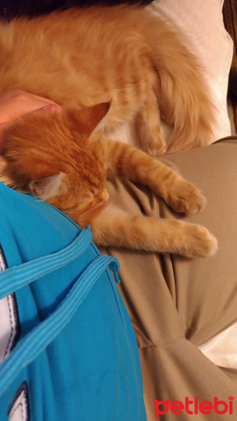 Sarman, Kedi  Şevket fotoğrafı