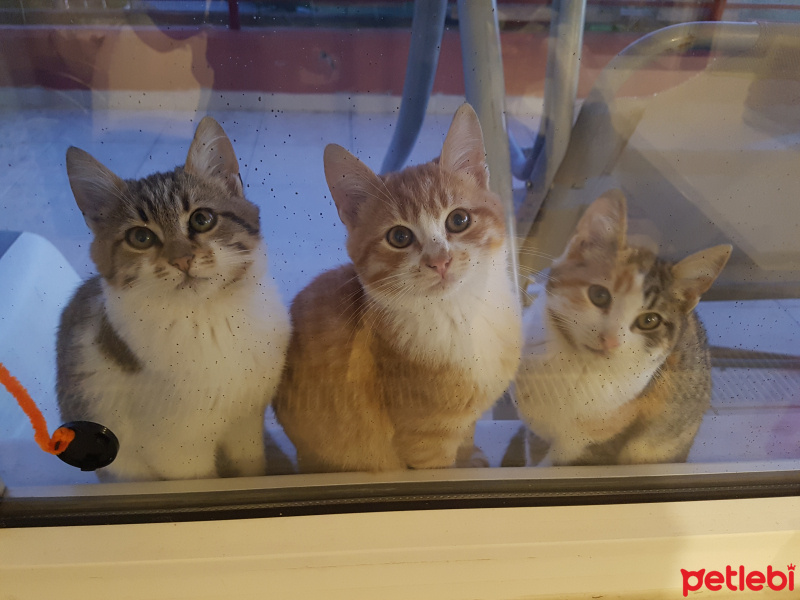 Tekir Kedi, Kedi  Atos,portos,aremis,teramis fotoğrafı