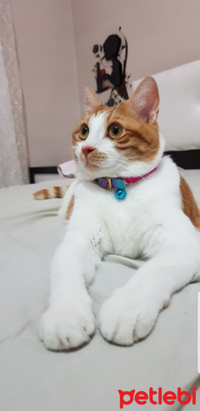 Tekir Kedi, Kedi  Şans fotoğrafı
