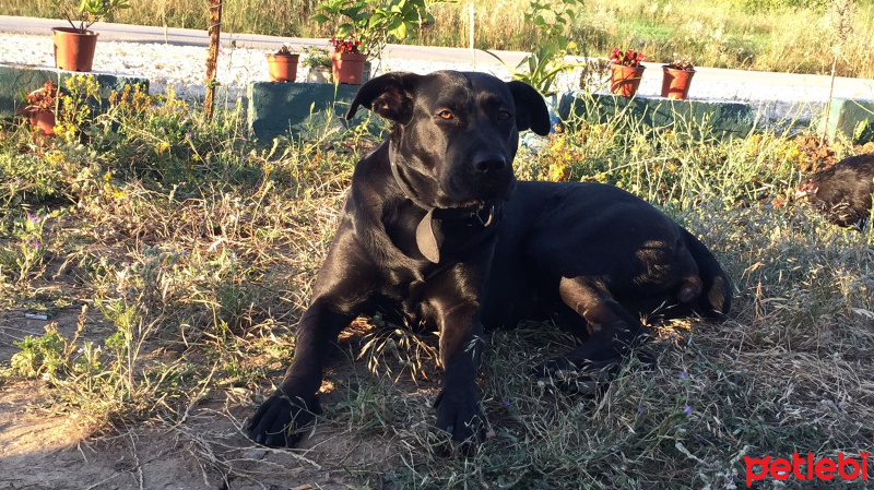 Cane Corso Italiano, Köpek  Cane fotoğrafı