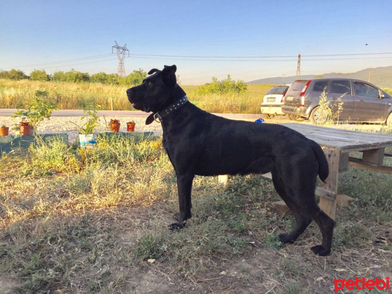 Cane Corso Italiano, Köpek  Cane fotoğrafı
