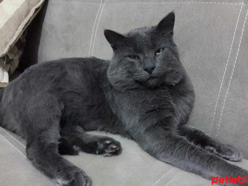 Mavi Rus, Kedi  Kül fotoğrafı