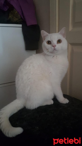 British Shorthair, Kedi  PAŞA fotoğrafı