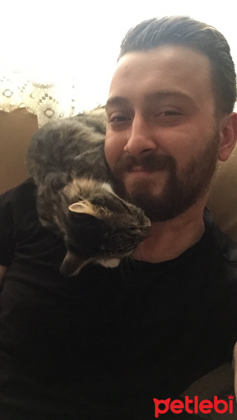 Tekir Kedi, Kedi  Mia fotoğrafı