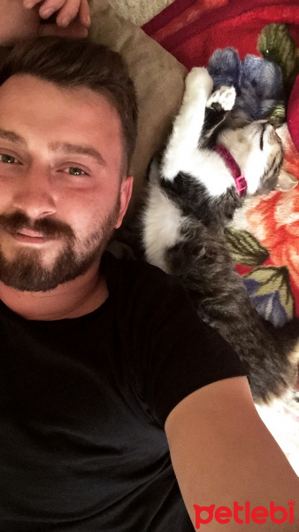 Tekir Kedi, Kedi  Mia fotoğrafı