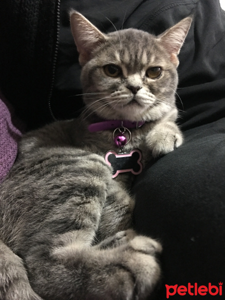 British Shorthair, Kedi  Balım fotoğrafı