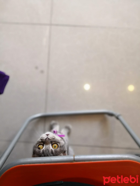 British Shorthair, Kedi  Balım fotoğrafı