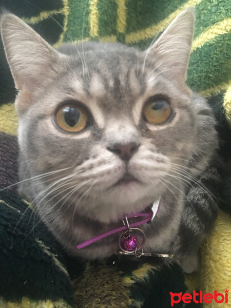 British Shorthair, Kedi  Balım fotoğrafı