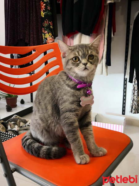 British Shorthair, Kedi  Balım fotoğrafı