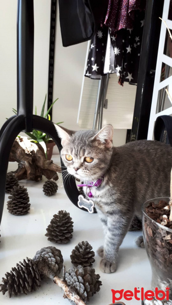 British Shorthair, Kedi  Balım fotoğrafı